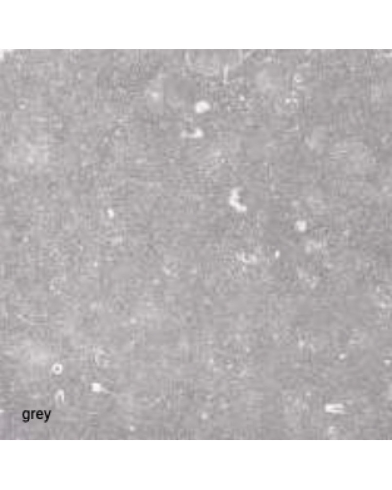 Lot de 25,85 m² de Carrelage 20mm Citadel Grey 75x75